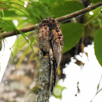 Common Potoo